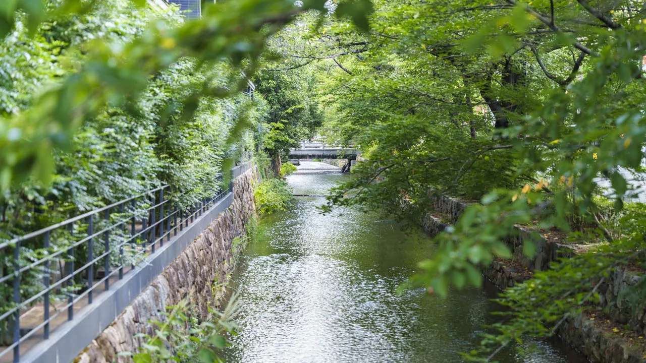 木立に覆われた二条あたりの静かな流れ