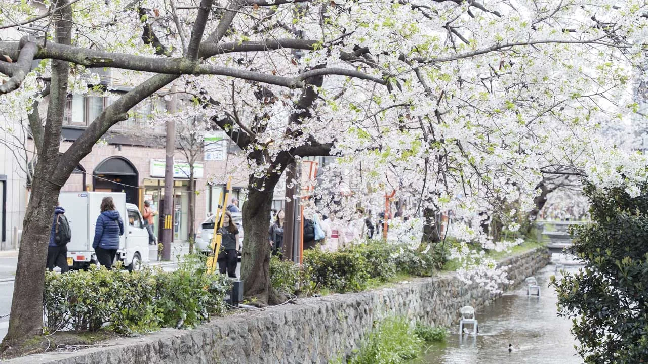 桜が川の上に枝を伸ばす木屋町通