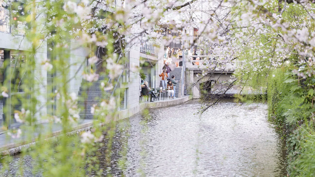 花びらが浮かぶ高瀬川の水面