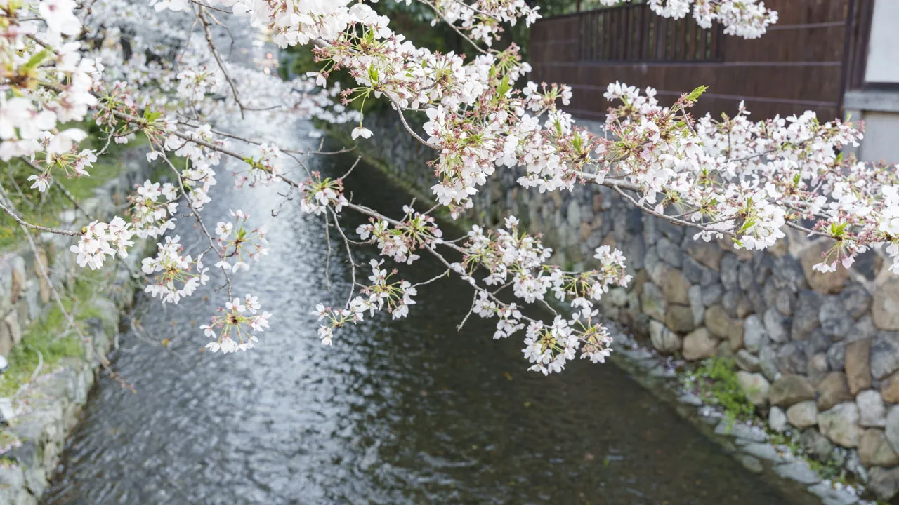 川面に向かって枝を伸ばす桜