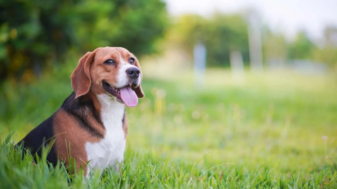 メルキュール裏磐梯リゾート&スパの緑あふれる芝生で嬉しそうに微笑む愛犬。大切な家族と一緒に大自然の空気をいっぱいに吸い込んでリフレッシュ。