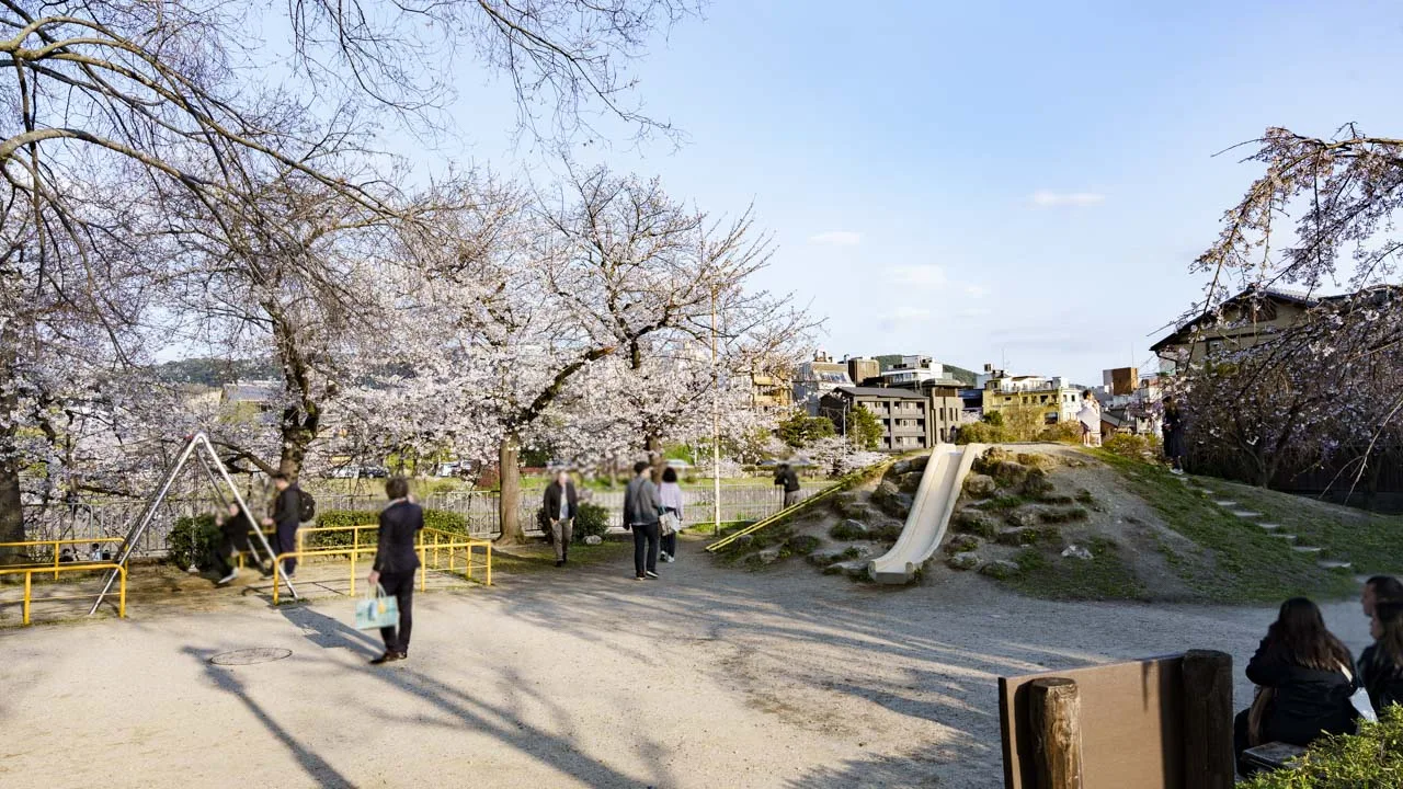 桜が咲く先斗町公園、奥に鴨川対岸の町並み