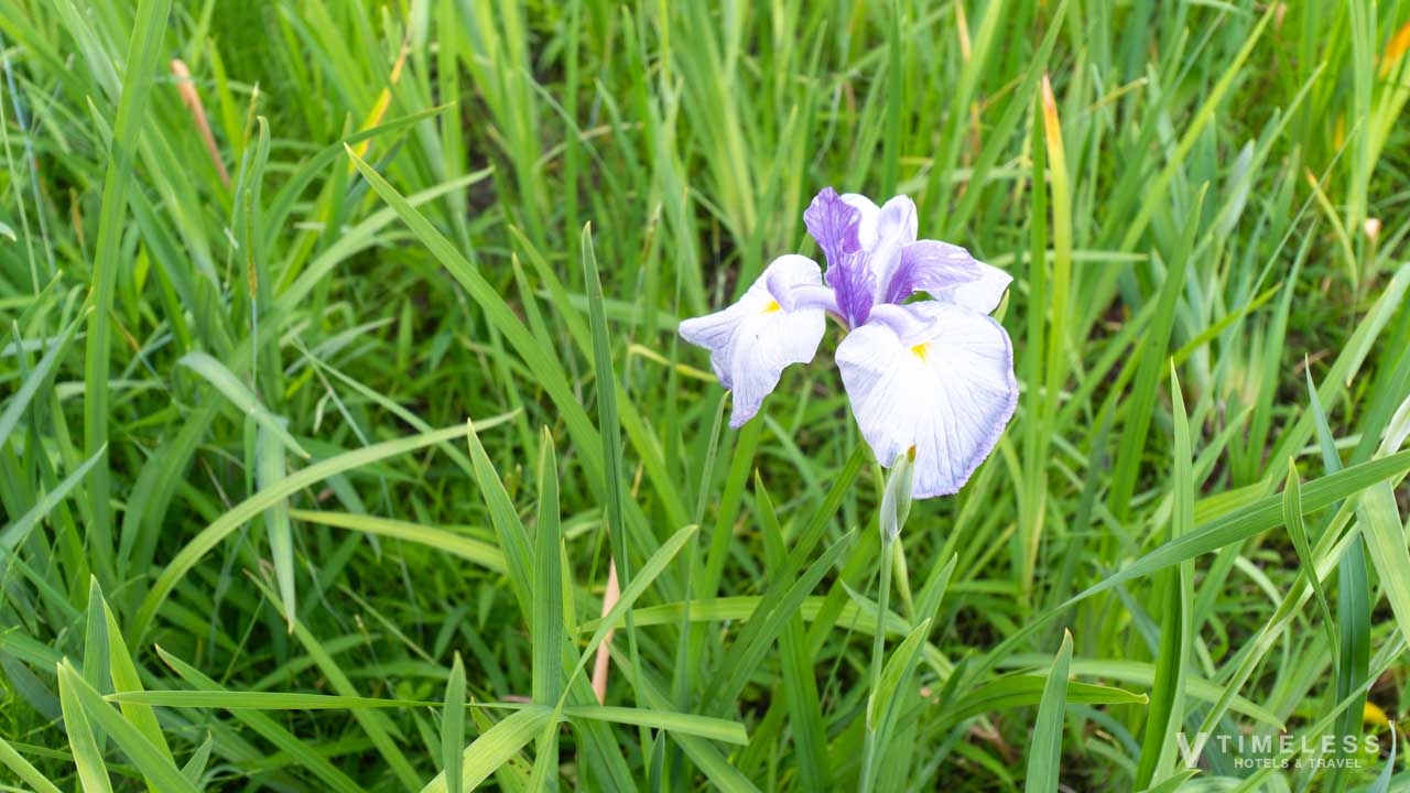 しょうざん庭園に咲く花菖蒲(見頃は6月)