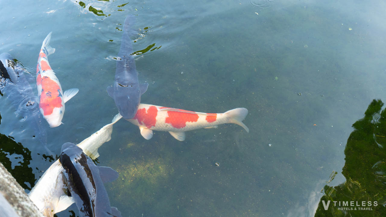 しょうざん庭園の池を悠々と泳ぐ錦鯉