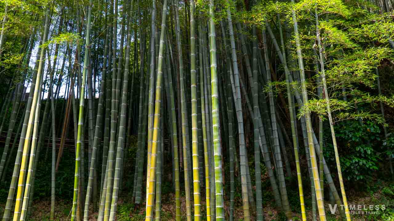 しょうざんリゾート京都の散策路沿いに広がる竹林