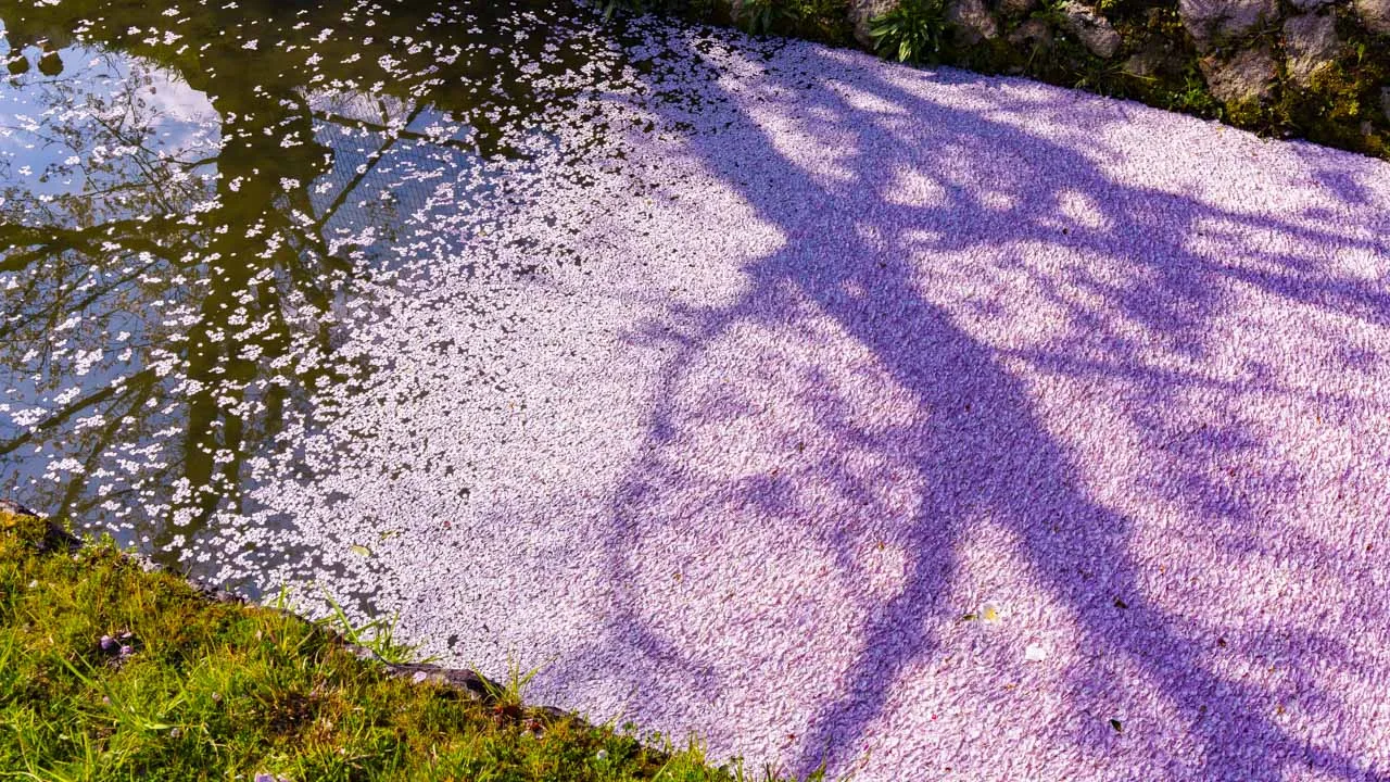 桃色に染まった水面に映る桜の影