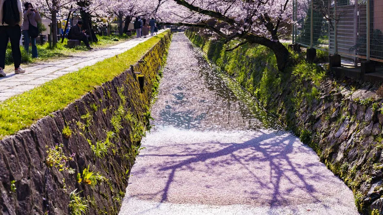 花びらが水面を覆い尽くした疏水と桜の枝の影