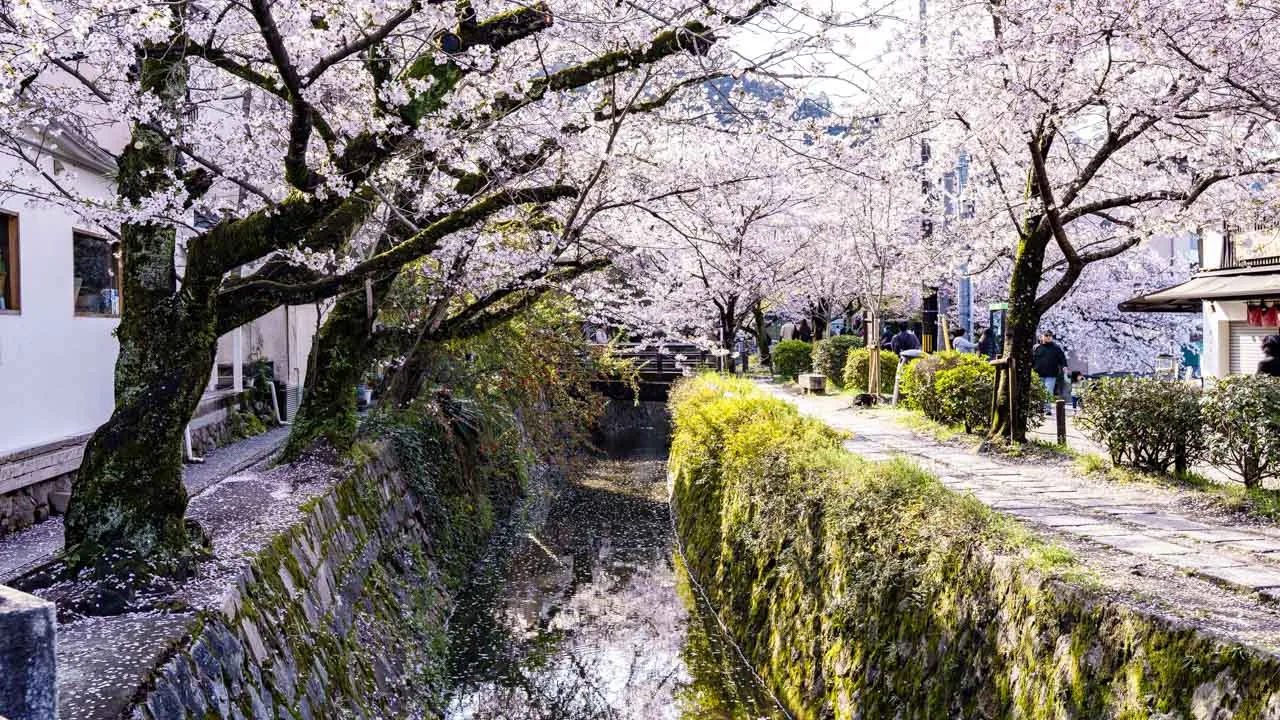 満開の桜が疏水と石畳の小径を覆う春の哲学の道