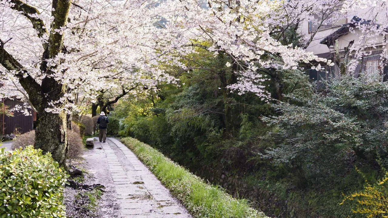 桜の下、石畳の小径を歩く人々