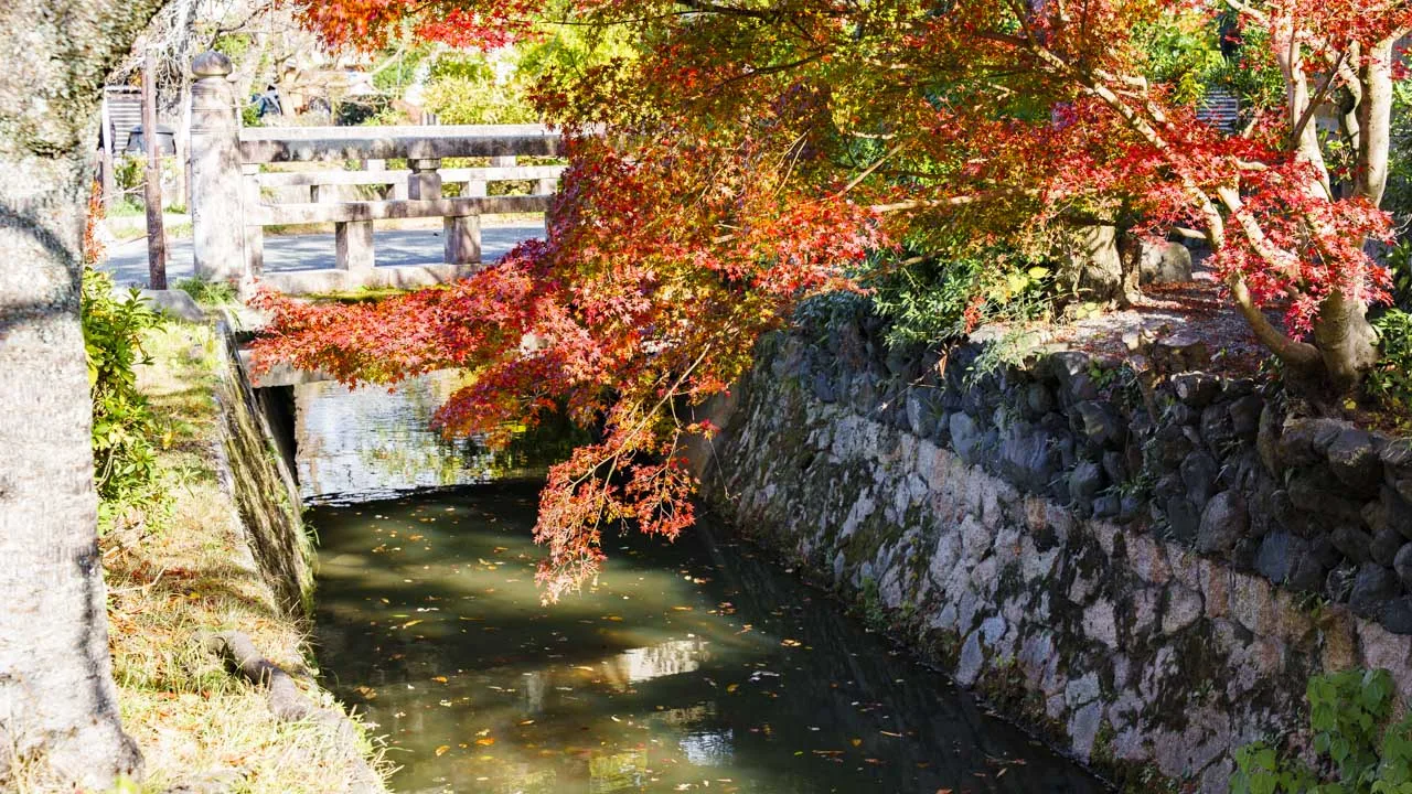 疏水にせり出す紅葉と石垣