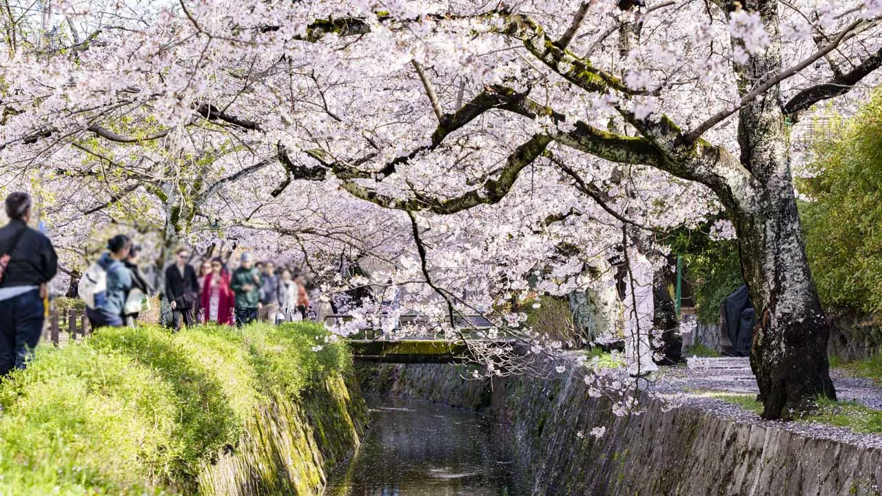 疏水の両岸から枝を伸ばす満開の桜並木