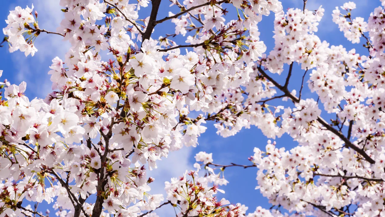 青空を背景にした満開の桜の枝先