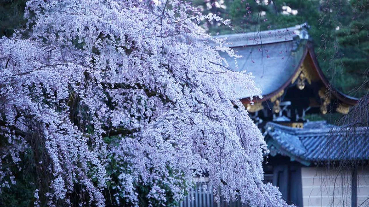 THE JUNEI HOTEL 京都 御所西から足を延ばして出会う、春爛漫のしだれ桜に心奪われるひととき