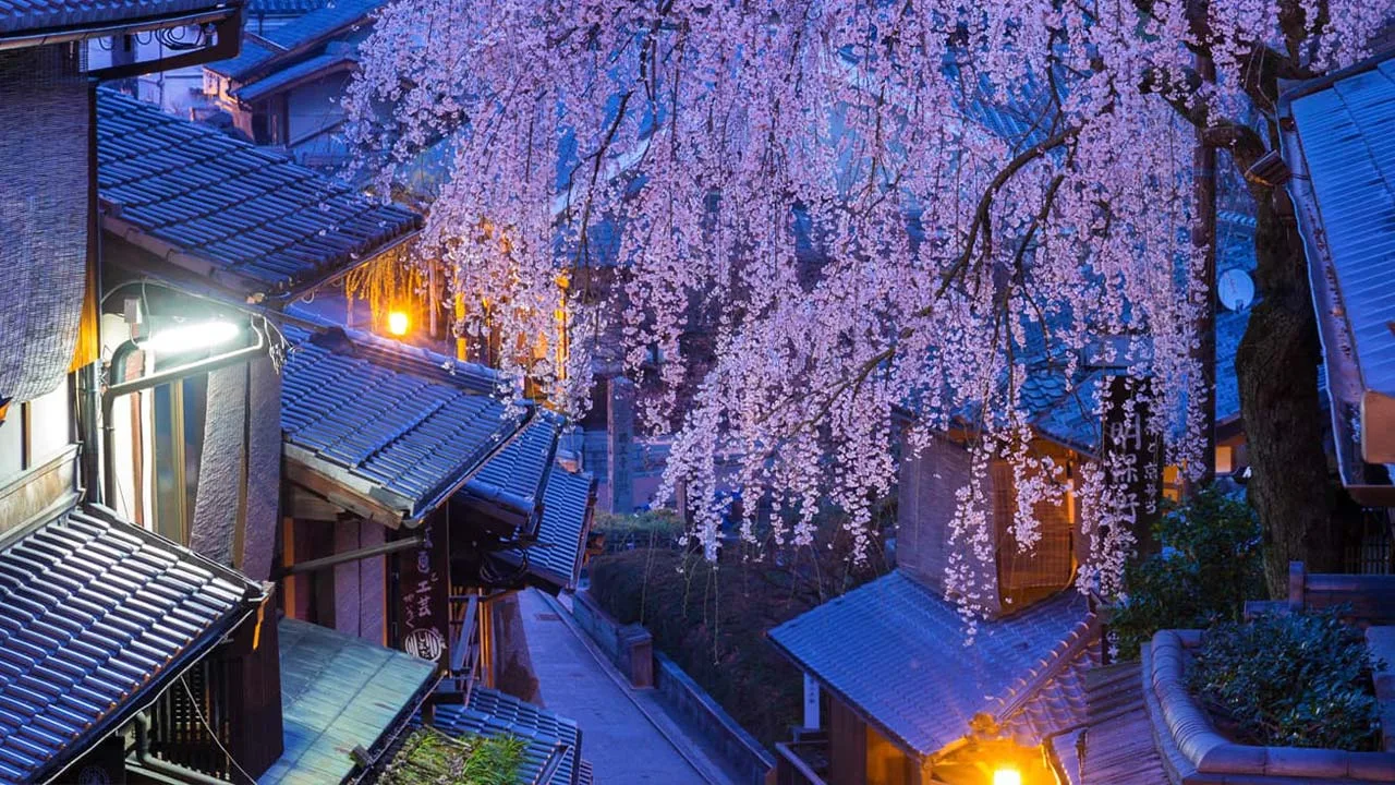 THE JUNEI HOTEL 京都周辺の夜桜と風情ある街並み。しだれ桜が美しく咲き誇る、思わずため息が出るような京都の春の景色。
