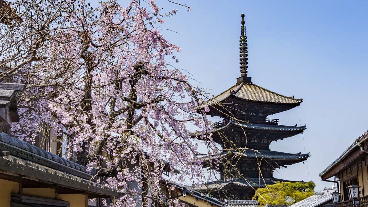 しだれ桜越しに見上げる春の八坂の塔